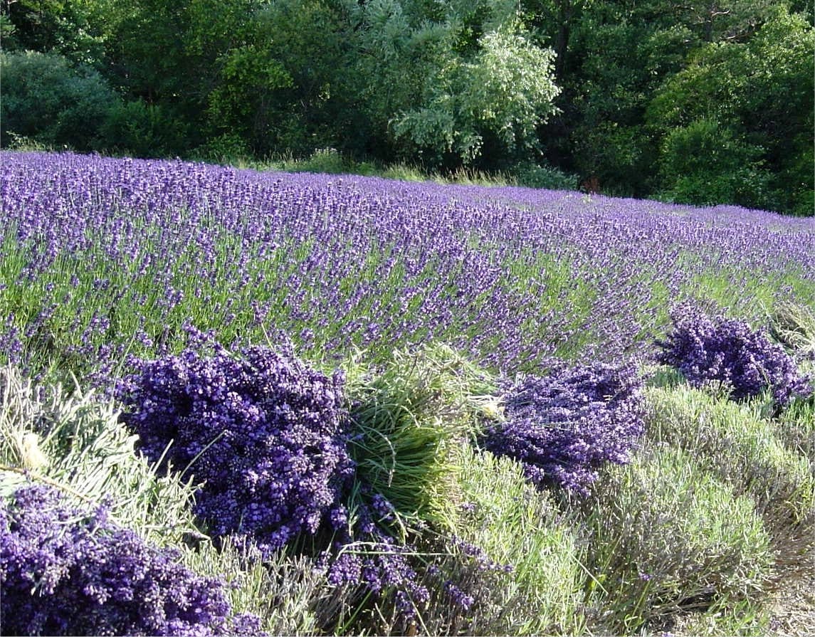 Gerbes dans un champ de lavandes clonales.